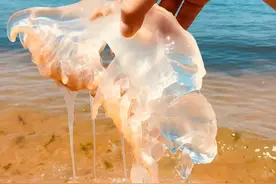 海蜇与水母到底是什么关系图片