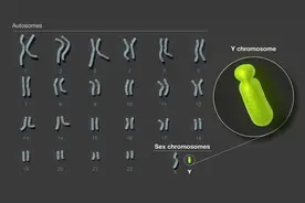 拼上24条染色体最后一块拼图：人类Y染色体的组装和分析完成图片