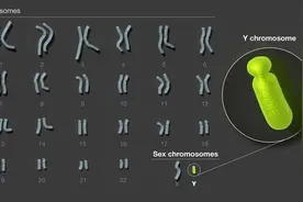 拼上24条染色体最后一块拼图：人类Y染色体的组装和分析完成图片