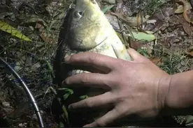 夏季夜钓最常见问题，解决好了才能轻松作钓，夜钓新手必看图片