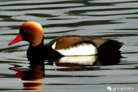 异龙湖里“高颜值”动物——赤嘴浅鸭图片