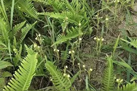 小小一野草，价值非凡，若是遇到就发了，药材收货价800元一斤图片