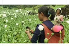 亲自体验缅北禁毒，真怕有去无回图片