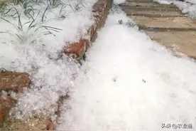 五月飞雪,杨絮危害怎么破?图片