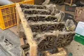 显卡暴跌 明知是矿卡我还能买吗？图片