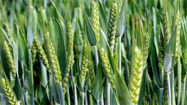 氨基酸叶面肥-经销商用户都满意