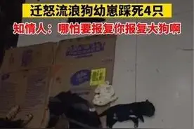 工人被流浪狗咬伤后 迁怒流浪狗幼崽踩死4只 知情人:哪怕要报复你报复大狗啊图片