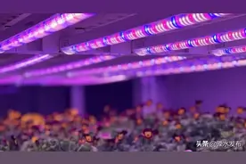 产量提高50倍，溧水这家蔬菜工厂……图片