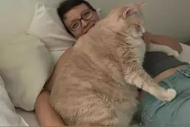 时间是把杀猪刀，可爱的小奶猫，养着养着，就变成了一头猪图片