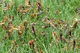 22年前，浙江10万“鸭兵”新疆灭蝗虫，战果如何？中国治蝗新思路图片