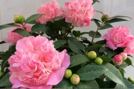 茶花开始长花芽了，4件事别做错，否则开不了花图片