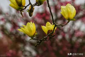 清明逢闰月，祭祖讲究多：今年清明不一般，祭祖上坟记得这些事图片