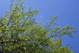 春天文案｜迎接春季的心动句子图片