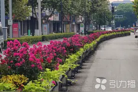 满城芳菲！苏州姑苏区道路花箱“上新”啦图片
