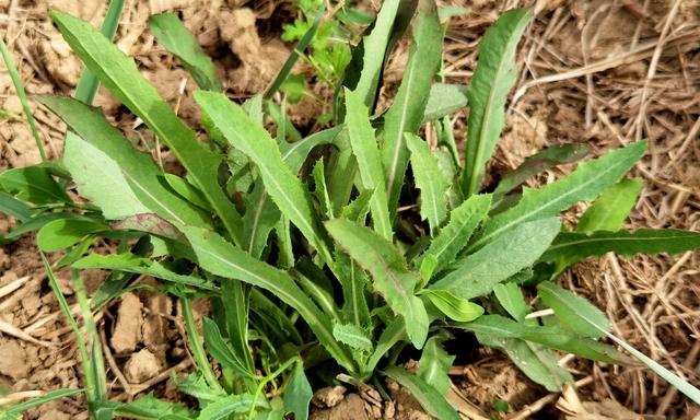 麻菜怎么吃（5月）