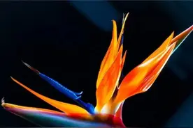 养久了才发现，被人追棒的鹤望兰，原来是个“药罐子”图片