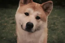 这一次，电影《忠犬八公的故事》让全世界为之瞩目图片