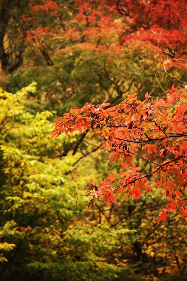 苦等一年终于迎来最美红叶错过将会辜负这个秋天