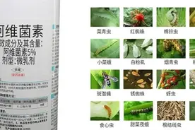 农民注意，单用阿维菌素等于浪费钱，配上这些药剂，才能打出效果图片
