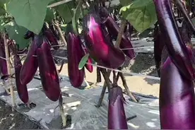 茄子、辣椒和西红柿什么时间打叉？如何打？全部一次教会你图片