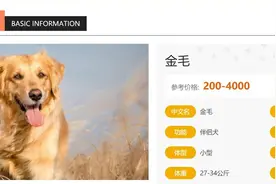 金毛的介绍大全图片
