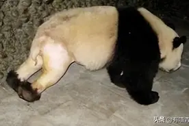一脱成名！网红大熊猫脱裤子的黑料，越看越好笑哈哈哈哈哈图片