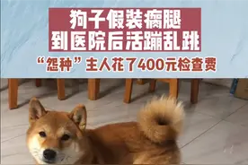 真的狗！狗子腿瘸主人花400元检查后活蹦乱跳 确认是装的图片
