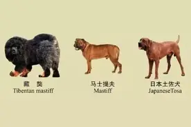 南京、淄博、成都等各地陆续公布禁养犬种，你的城市禁养哪些？图片