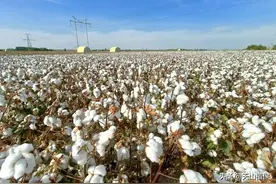 棉花质量指标你了解哪些？图片