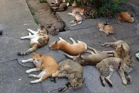 猫薄荷凭什么让高冷的猫神魂颠倒？用猫薄荷水给猫洗澡会怎么样？图片