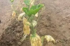 农业生产中一个不可忽视的现象——烧苗图片