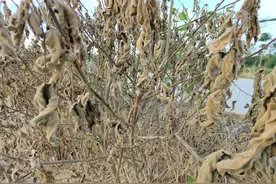 这个除草剂，活性比草甘膦高4倍，秋季除草首选药剂图片