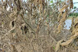 这个除草剂，活性比草甘膦高4倍，秋季除草首选药剂图片
