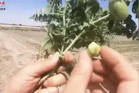 固氮“高手”——鹰嘴豆图片