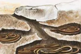 蛇命悬一线：老鼠胜出的惊人原因！图片