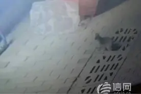 市北一小区有黄鼠狼出没 提醒居民不要自行捕捉图片