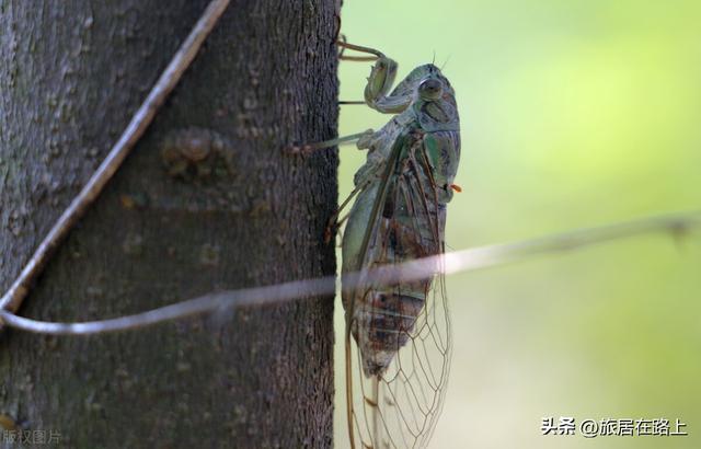 知了在声声叫着夏天，我们来蝉中说蝉，聊聊关于蝉的冷知识