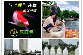 养锦鲤用什么消毒好图片