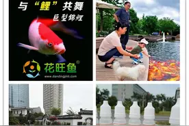 养锦鲤用什么消毒好图片