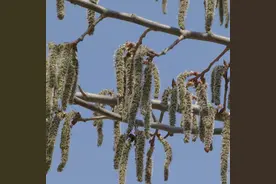 杨树上掉下来的是“毛毛虫”?图片