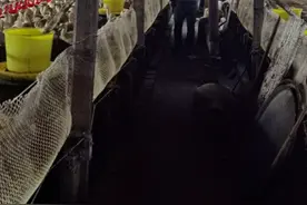 一年前在高速喝农药的货车司机，如今最心慌的不是罚款而是没活干图片