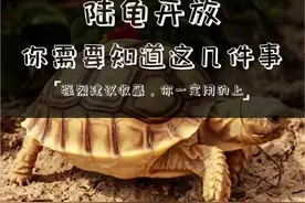陆龟开放，你需要知道什么（红腿陆龟）图片
