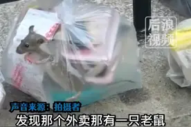 大学生点外卖袋子窜出一只肥硕老鼠，目击者：放外卖的旁边可能是个老鼠洞，老鼠闻到香味就跑进去了图片