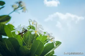 真正厉害的人，都是“慢性子”图片