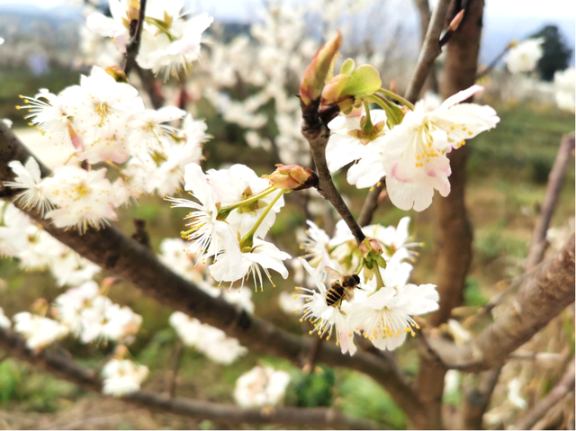 四川省民生研究会新媒体中心-官网