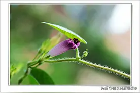 正直的人永远都斗不过小人图片