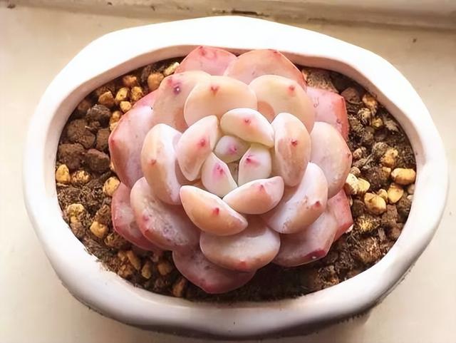 270种常见多肉图谱，一分钟认全！