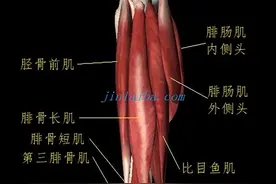 腓骨肌群的功能图片