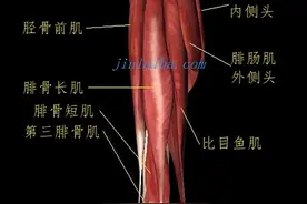 腓骨肌群的功能图片