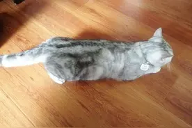 公猫发情配种之后的事，反应简直判若两猫？图片